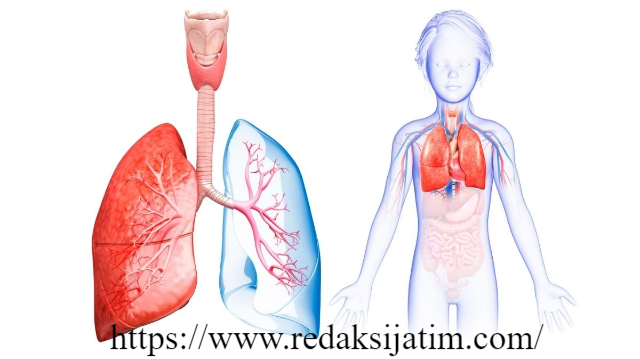 6 Organ Pernapasan Manusia Lengkap Beserta Fungsinya